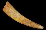 Fossil Pterosaur (Siroccopteryx) Tooth - Morocco #164250-1